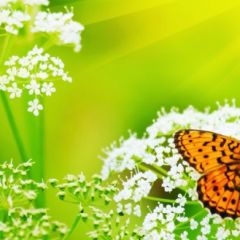 Кухонный фартук Фауна 036 МДФ матовый (3000) Fauna в Еманжелинске - emanzhelinsk.mebel24.online | фото