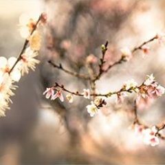 Кухонный фартук Цветы 317 МДФ матовый (3000) Flowers в Еманжелинске - emanzhelinsk.mebel24.online | фото